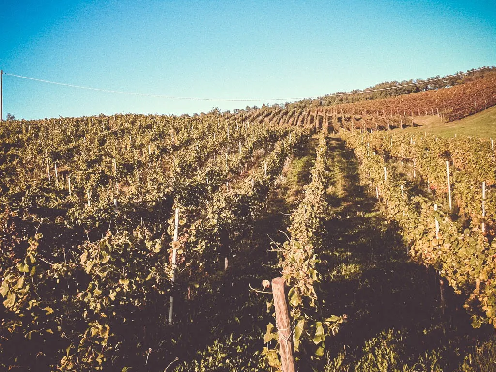 Vendemmia manuale in cassette da 15 kg