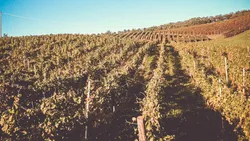 Vendemmia manuale in cassette da 15 kg