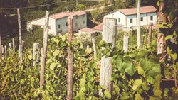Il podere Casa Bianca della cantina Marengoni