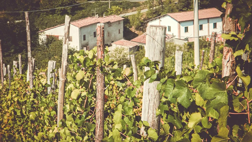 Il podere Casa Bianca della cantina Marengoni