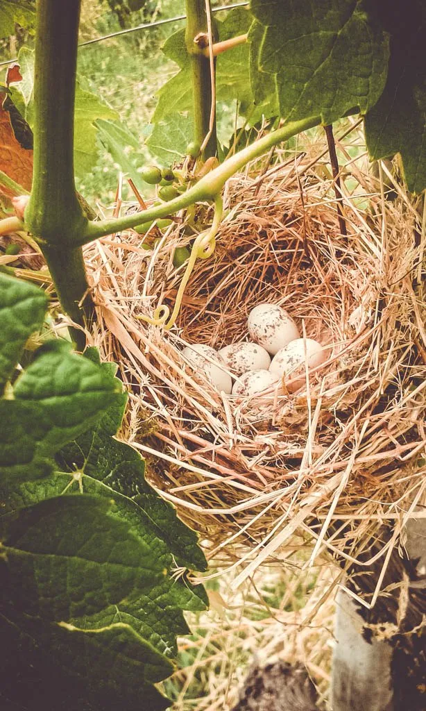 I vini DOC piacentini dell'Azienda Agricola Marengoni