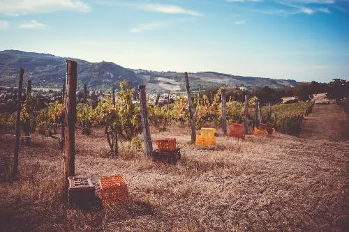 Vendemmia 2025 nei vigneti Marengoni a Ponte dell'Olio