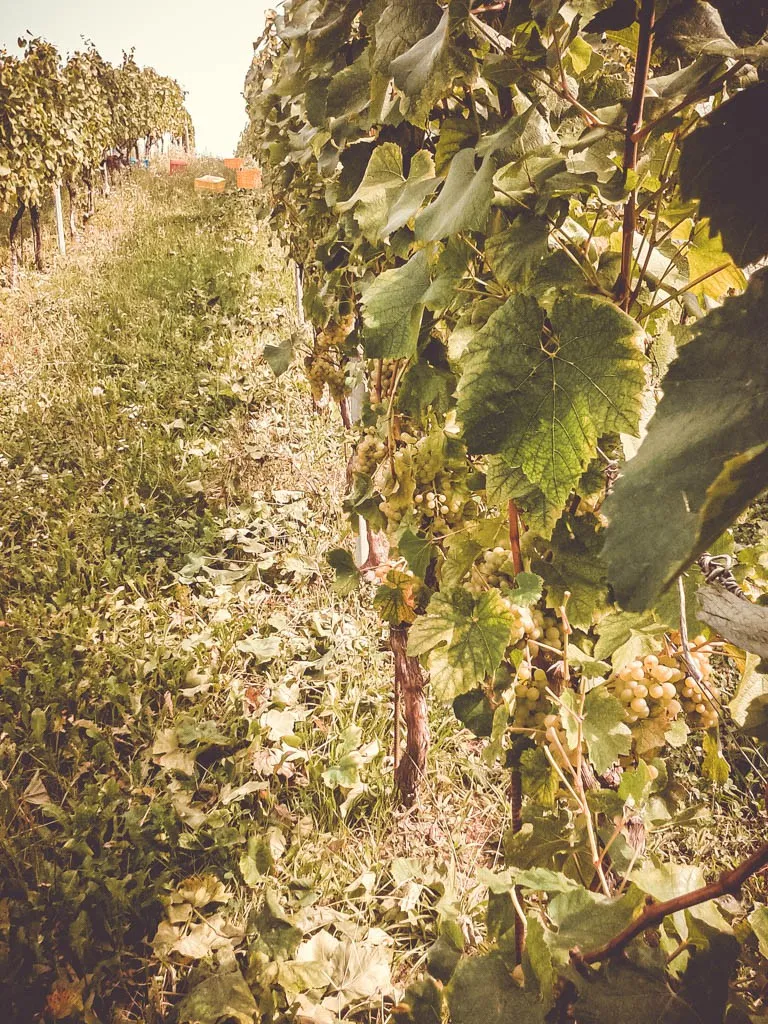 La cantina di affinamento con le botti di rovere