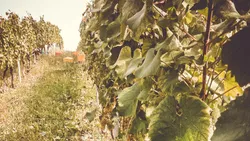 La cantina di affinamento con le botti di rovere