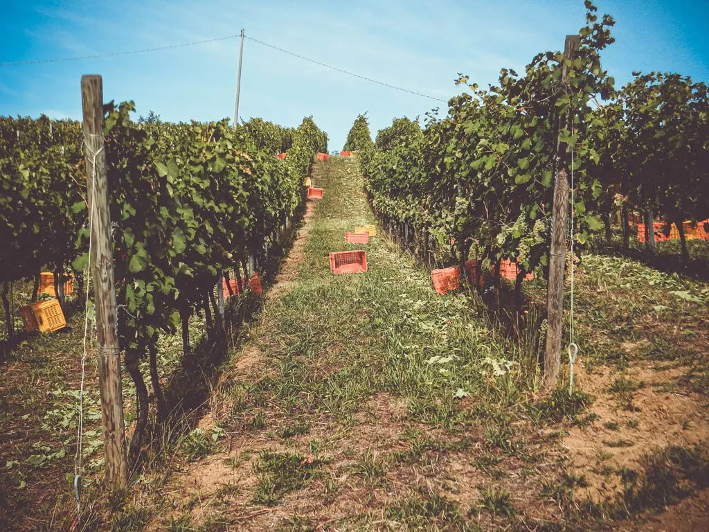 I vigneti Marengoni sulle colline di Ponte dell'Olio