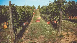 I vigneti Marengoni sulle colline di Ponte dell'Olio