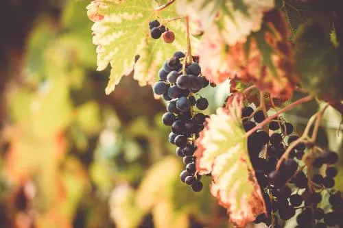 Uva nera Barbera e Croatina dei vigneti Marengoni